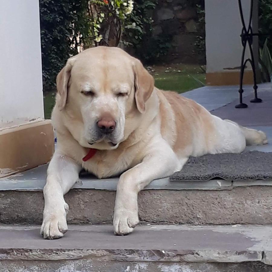A Dog'S Story, Jaipur Bed & Breakfast Ngoại thất bức ảnh